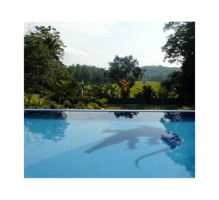 Lazy Lizard Hotel 