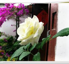 Butterfly Inn в Лицзяне