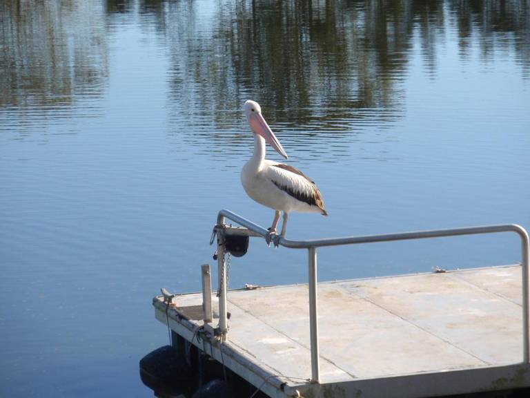 Maroochy River Resort & Bungalows