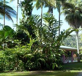 Daintree Valley Haven в Дэинтри