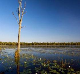 Aurora Kakadu в Какаду