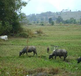 Bannumhoo Homestay  в Пае