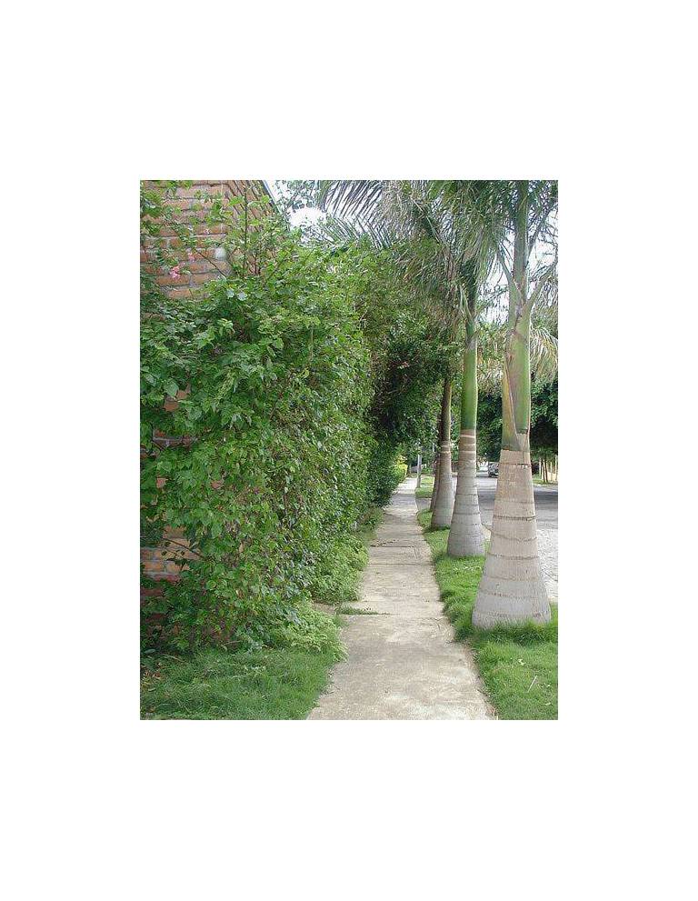 Hostal Real - Los Robles 