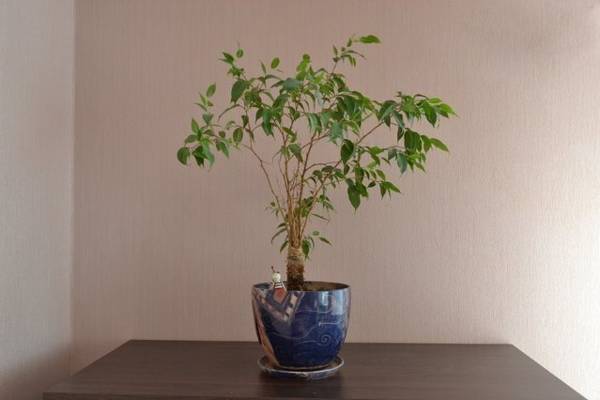 Apartments Anjel  Беларусь, Минск