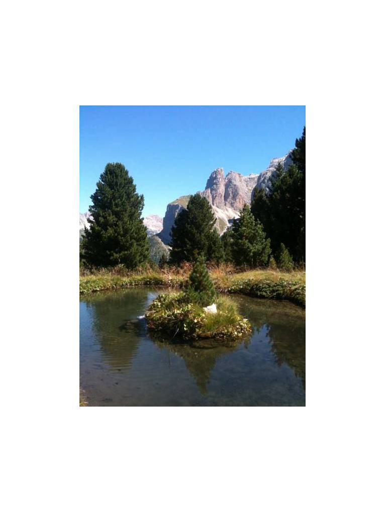 Appartamento Odles Selva 