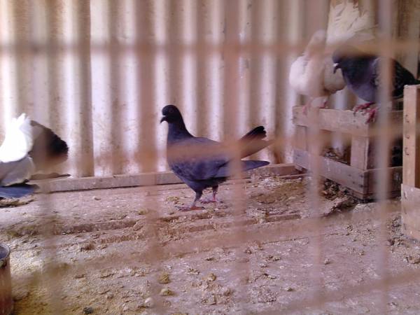 Hostal Isis 