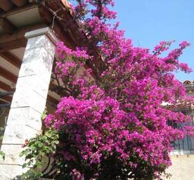 Туры в Villa Les Bougainvilliers  в Франции