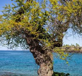 Sheraton Kona Resort and Spa  в Гавайских островах