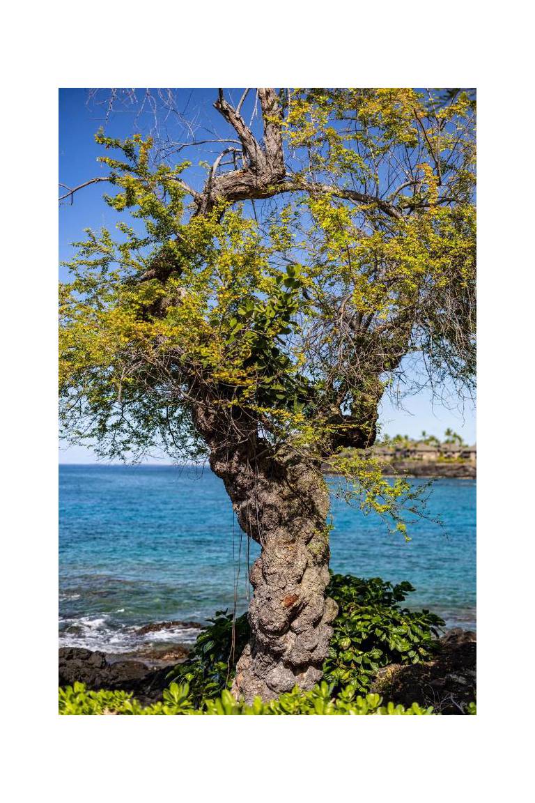Sheraton Kona Resort and Spa 