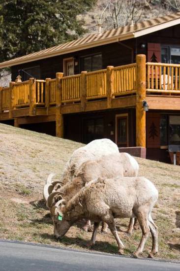 McGregor Mountain Lodge  3* США, Колорадо-Спрингс