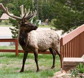 Туры в McGregor Mountain Lodge  в США