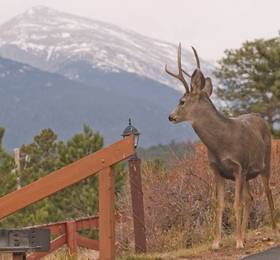 McGregor Mountain Lodge  в Колорадо-Спрингс