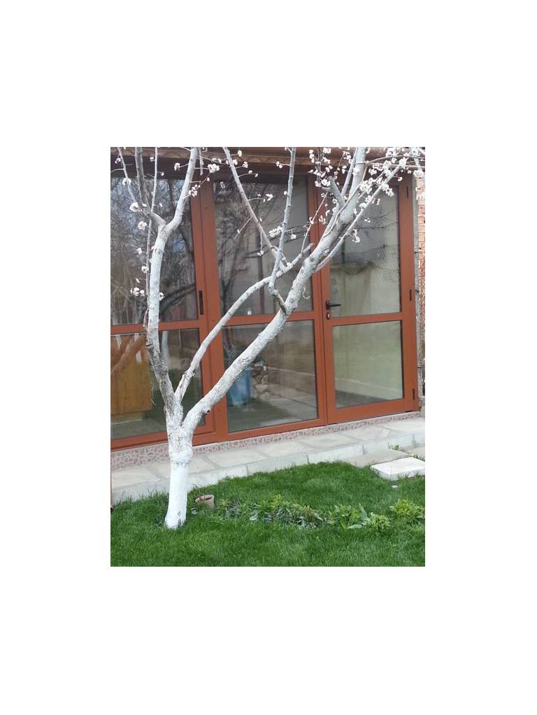 Vlasevi Guest House 