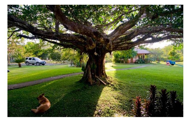 Blue Banyan Inn 