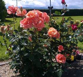 Abbeyview B&B в Типперэри