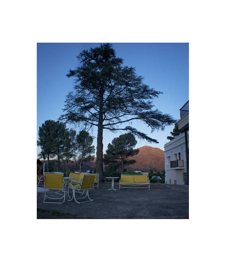 Montecassino 