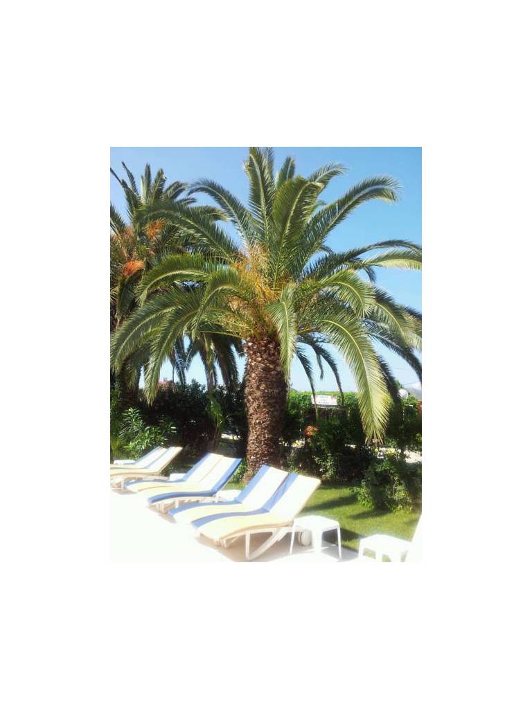 Palma-Rosa 