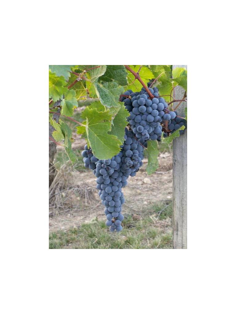 Les Raisins du Bonheur 