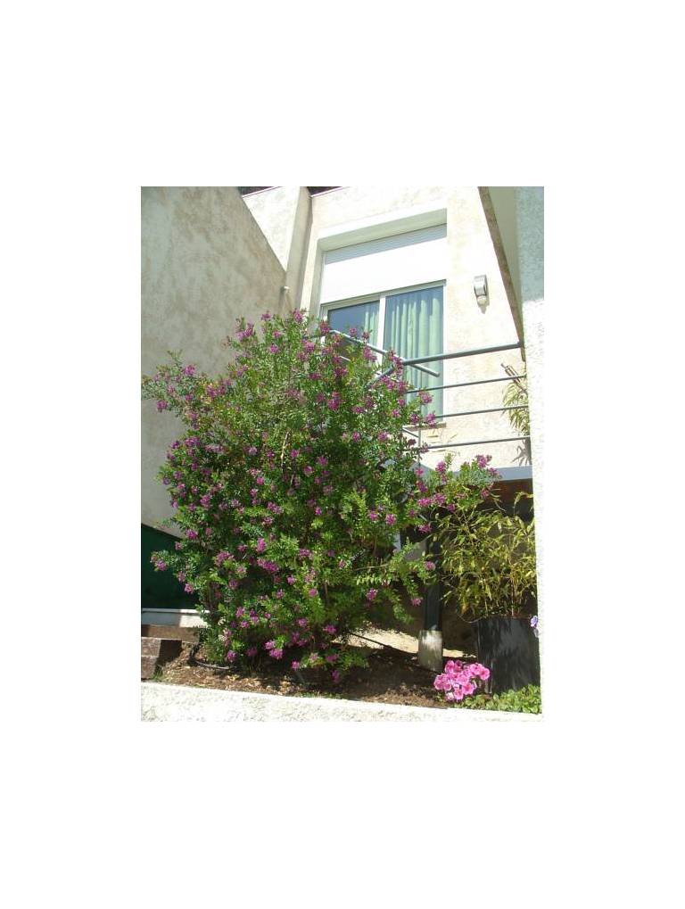 Villa Zen 