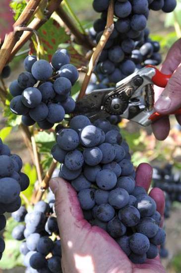 Ferienweingut Arnold Fuhrmann & Sohn  4* Германия, Элленц-Польтерсдорф