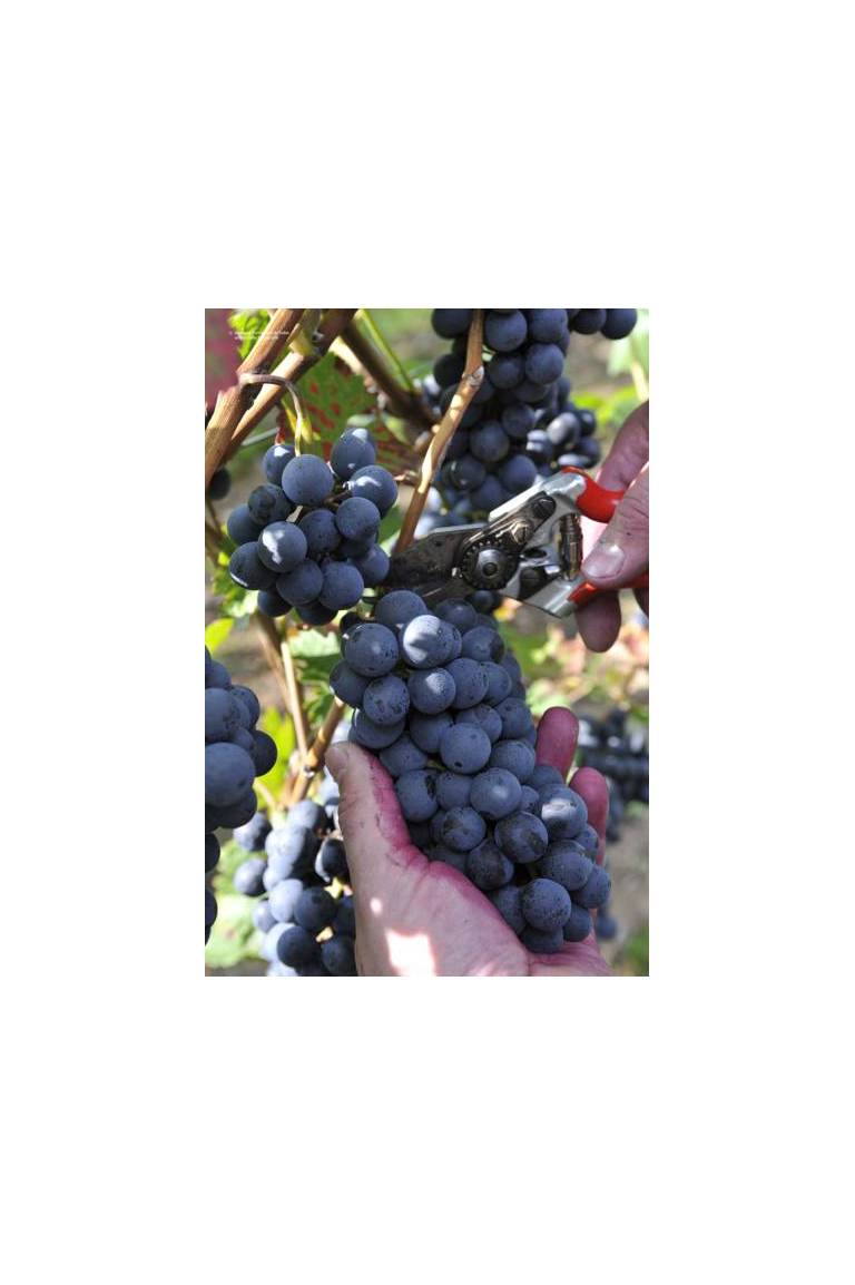 Ferienweingut Arnold Fuhrmann & Sohn 