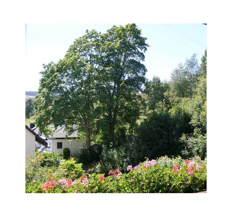 Pension Haus Waldfrieden 