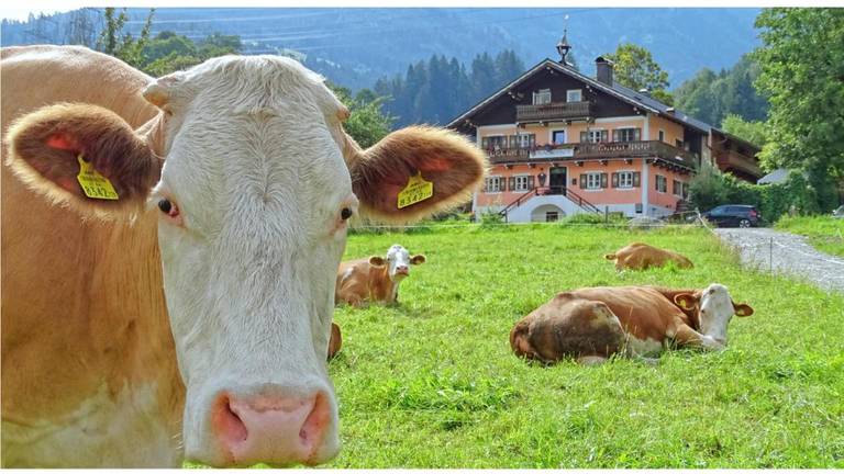Ferienanlage Bacherhof