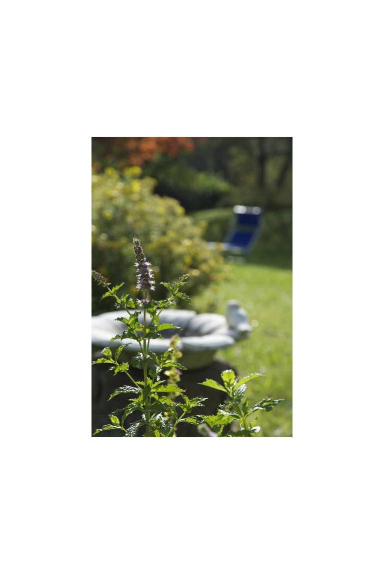 BioHotel Sommerau 