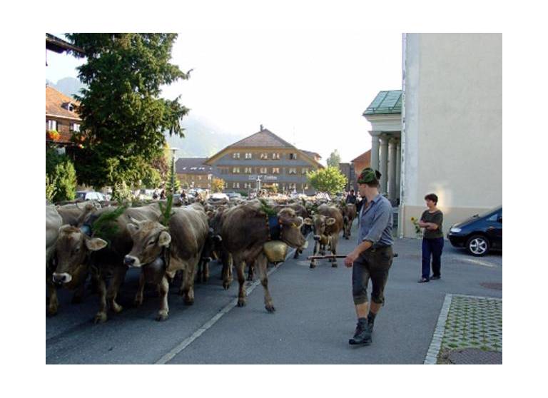 Gasthof Ochsen 