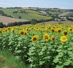 Отдых в Holiday Home Moro Di Gelso Roncitelli Di Senigallia  - Италия, Сенигаллия
