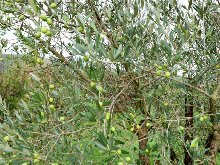 Holiday Home Pertinace Passignano Sul Trasimeno 