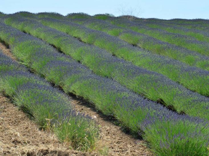 La Lavanda Италия, Монтальто-ди-Кастро