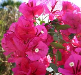 Holiday Home Vacanze Graziana Pescia  в Пеше