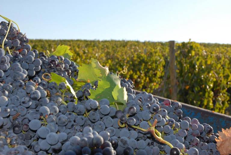 Agriturismo Fattorie Poggio Nebbia 