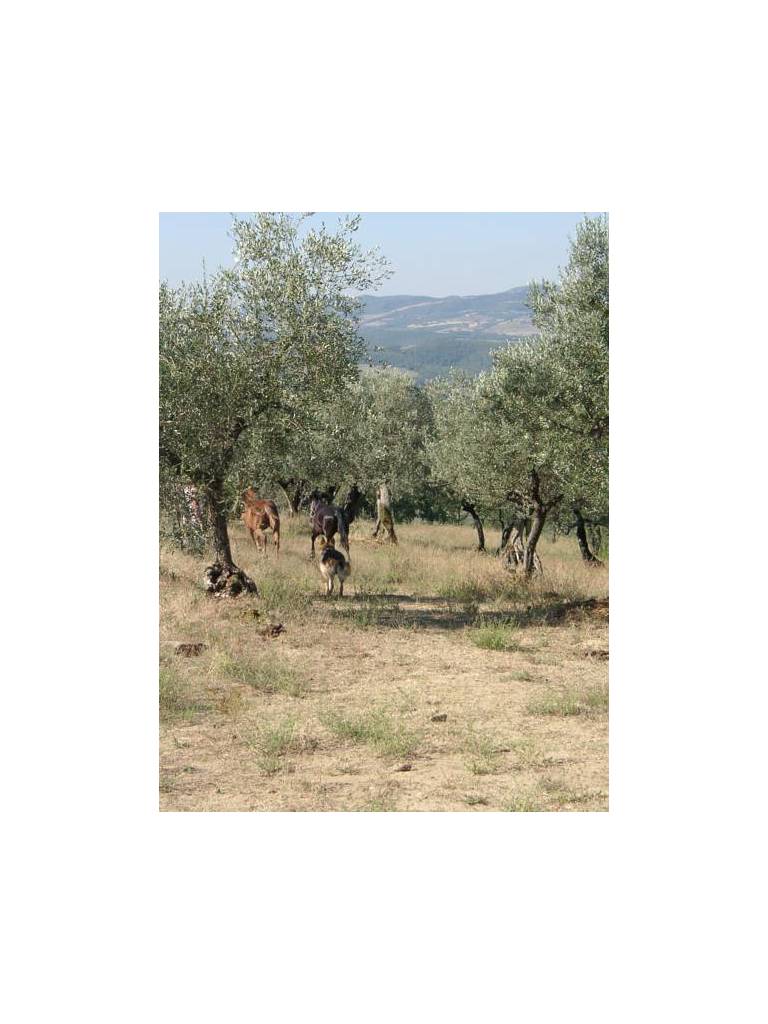 Agriturismo Madonna delle Grazie 
