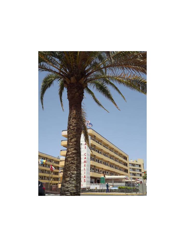 Apartamentos Las Camelias 