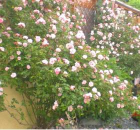 Туры в Il Giardino Degli Angeli в Италии
