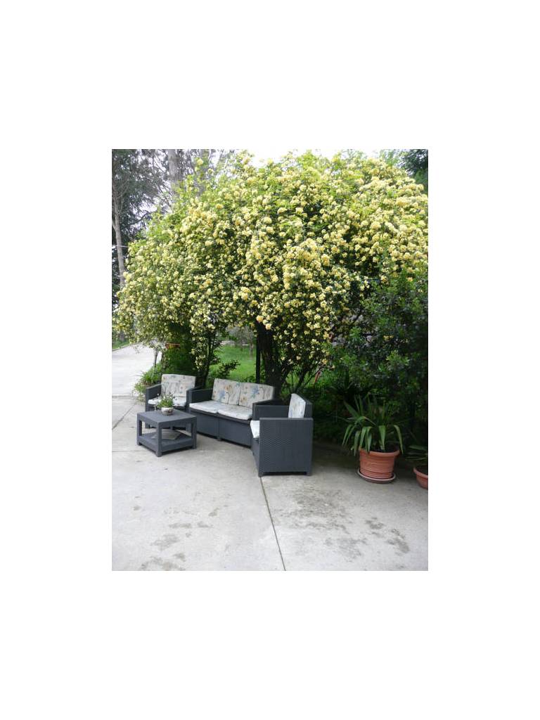 Al Giardino degli Ulivi 