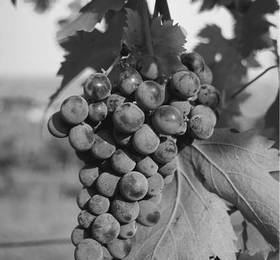 Il Rusticale Fumanelli  в Сан-Панталео
