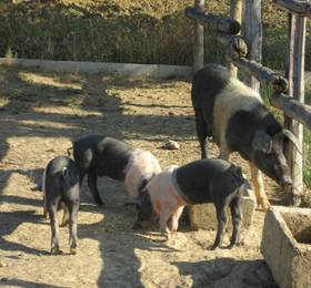Туры в Agriturismo Rotabella  в Италии