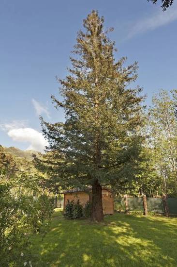 B&B Villa La Sequoia  Италия, Камайоре