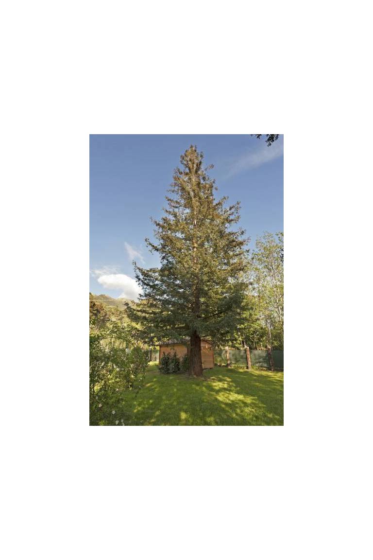B&B Villa La Sequoia 