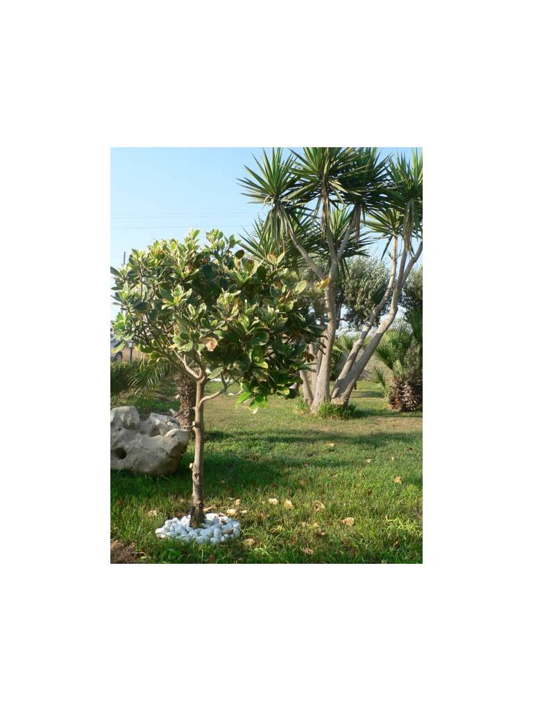 B&B Villa Francesco 