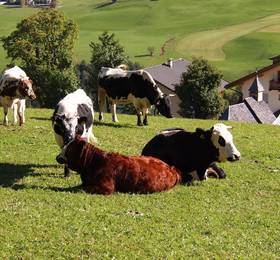 Отдых в Agriturismo Paracia - Италия, Бадия