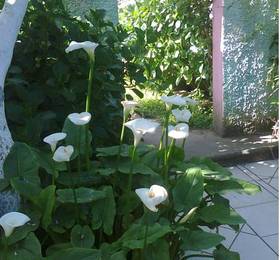 Casa Seralba B&B  в Искье