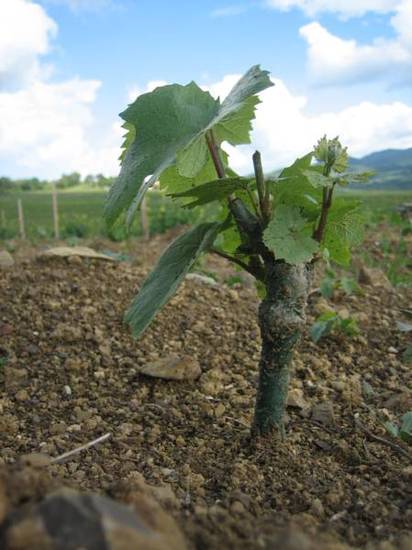 Podere Assolati  Италия, Кастель-дель-Пьяно