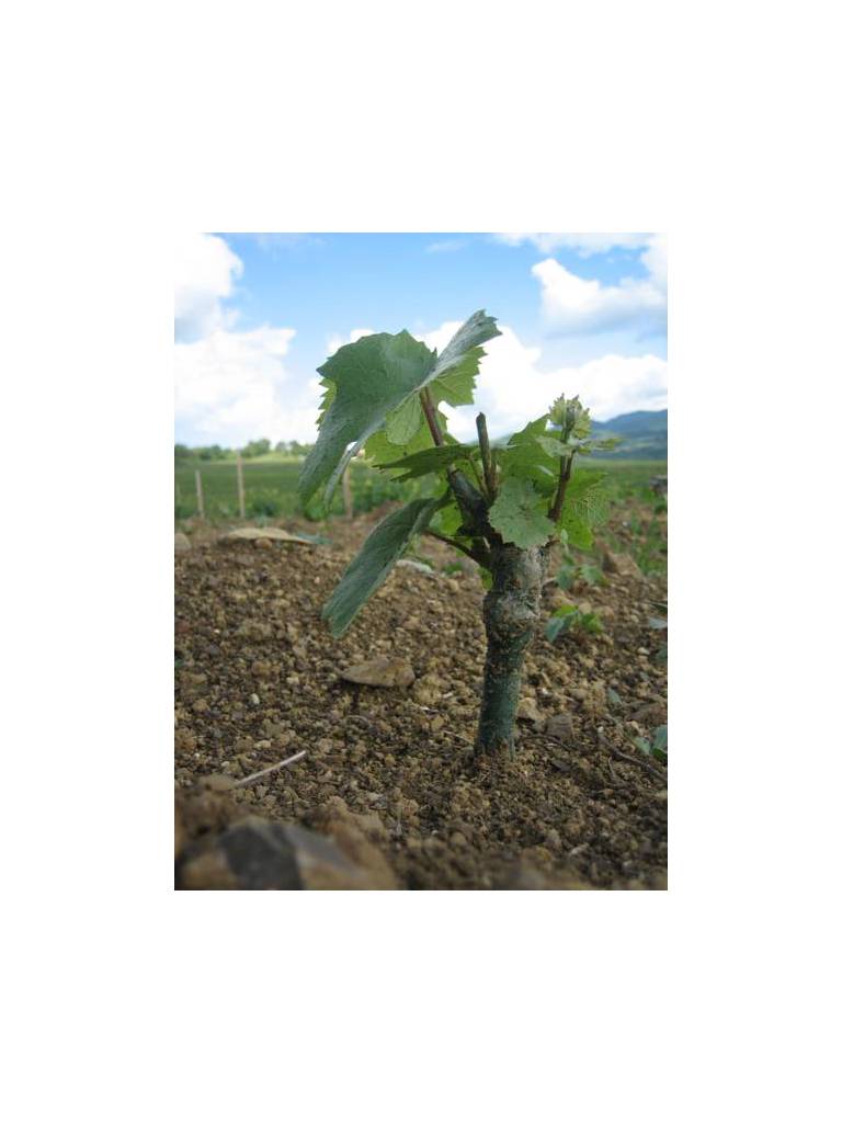 Podere Assolati 