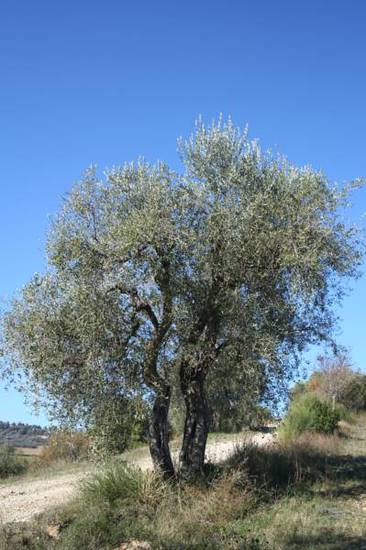 Pian Del Sorbo  Италия, Сатурния