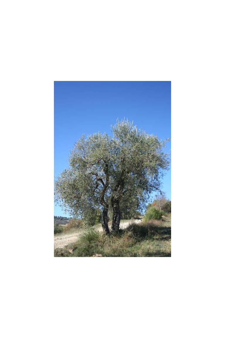 Pian Del Sorbo 