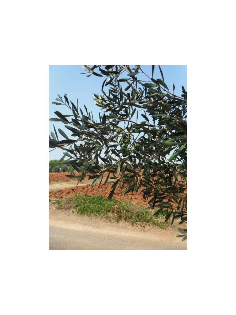 Antica Terra 